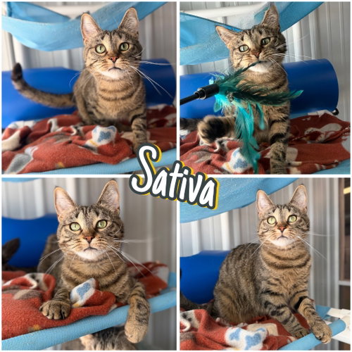 picture of the cat needing adoption
