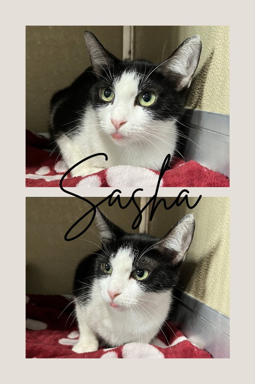picture of the cat needing adoption