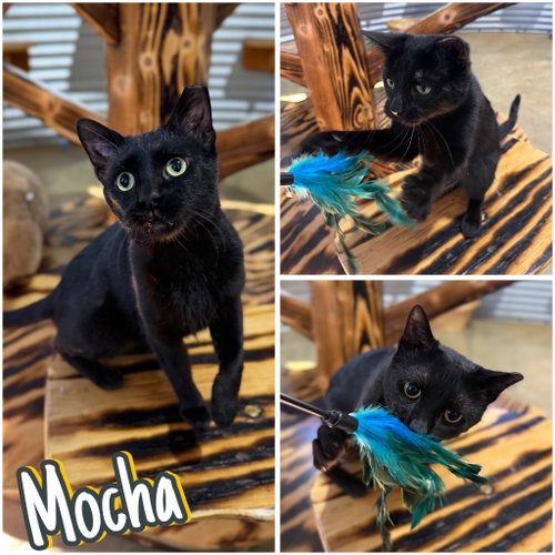 picture of the cat needing adoption