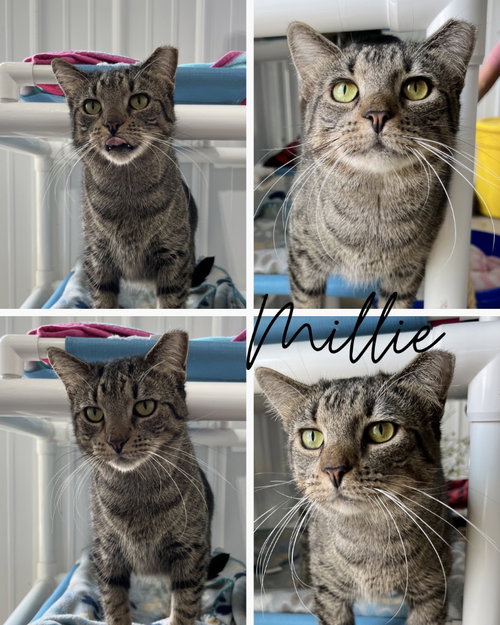 picture of the cat needing adoption