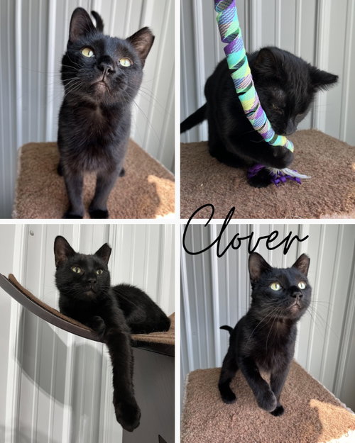 picture of the cat needing adoption