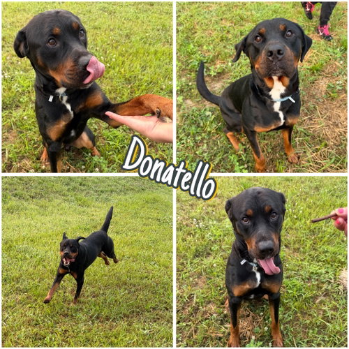 Donatello