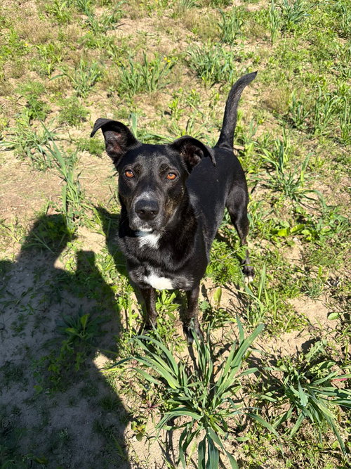 Molly photo 3