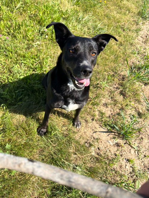 Molly photo 4