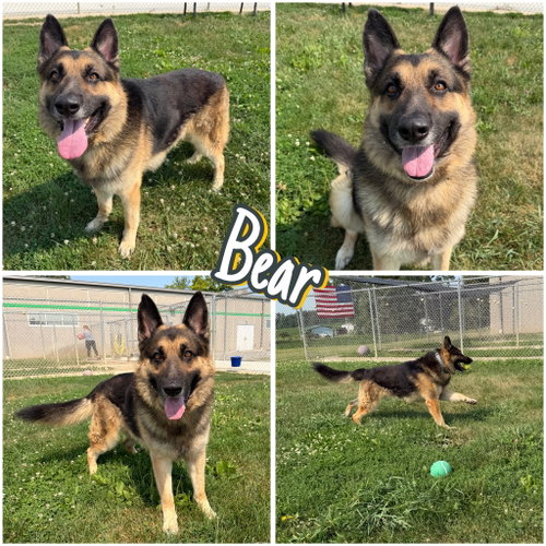 Bear