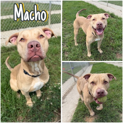 Macho