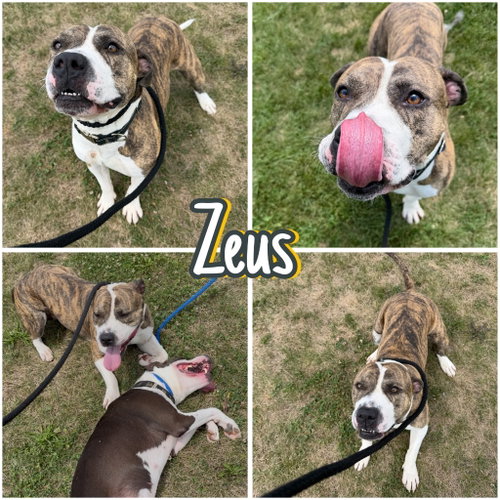 Zeus