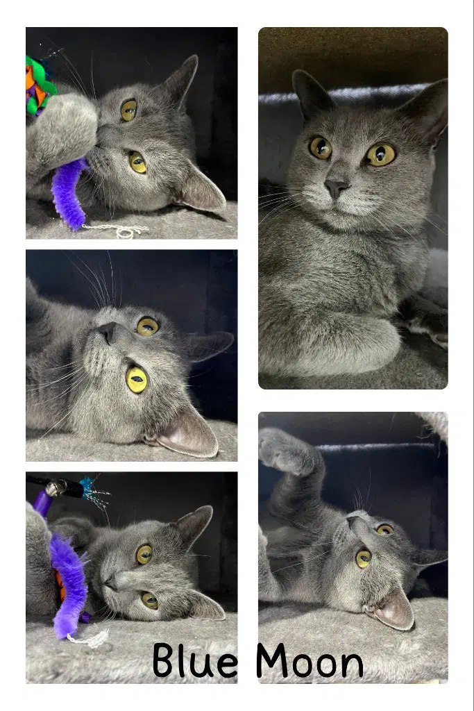 Blue Moon- Retired Momma - Domestic Short Hair