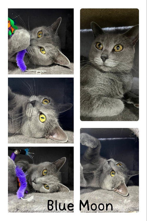 picture of the cat needing adoption