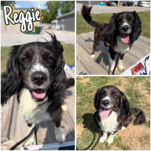 Reggie