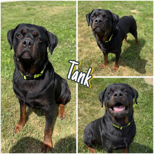 Tank