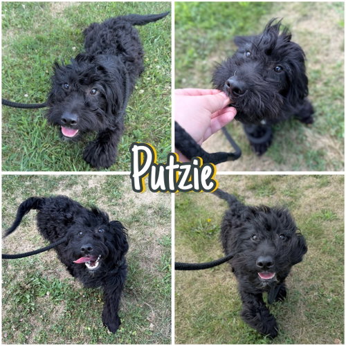 Putzie