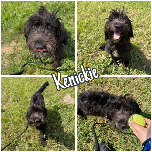 Kenickie