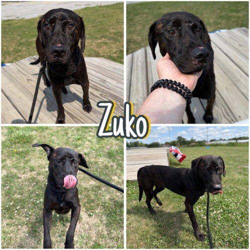 Zuko