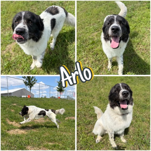 Arlo