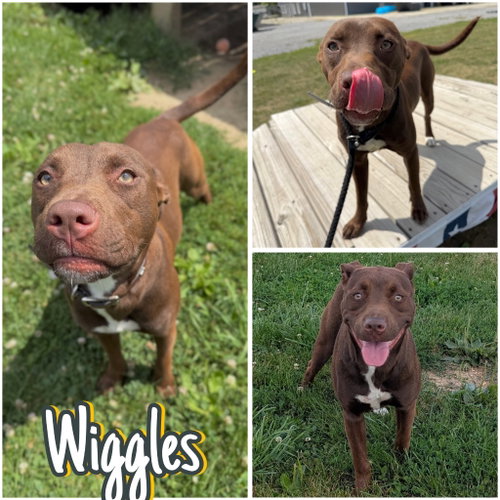 Wiggles
