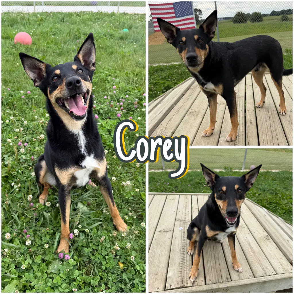 Corey - Australian Kelpie