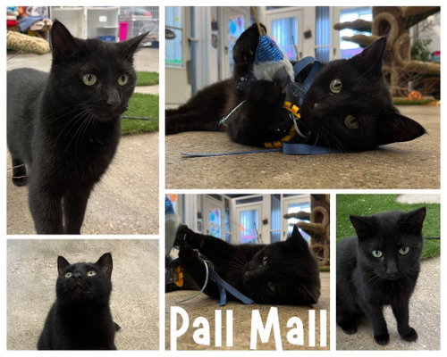 picture of the cat needing adoption