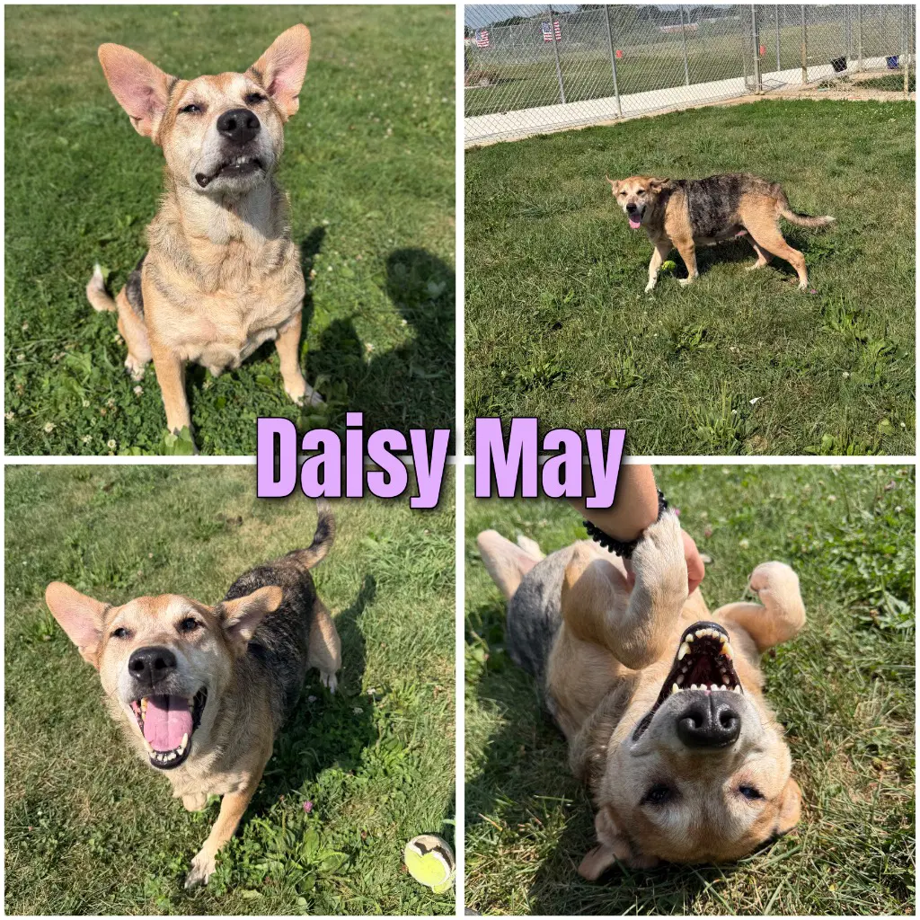 Daisy May - Australian Shepherd