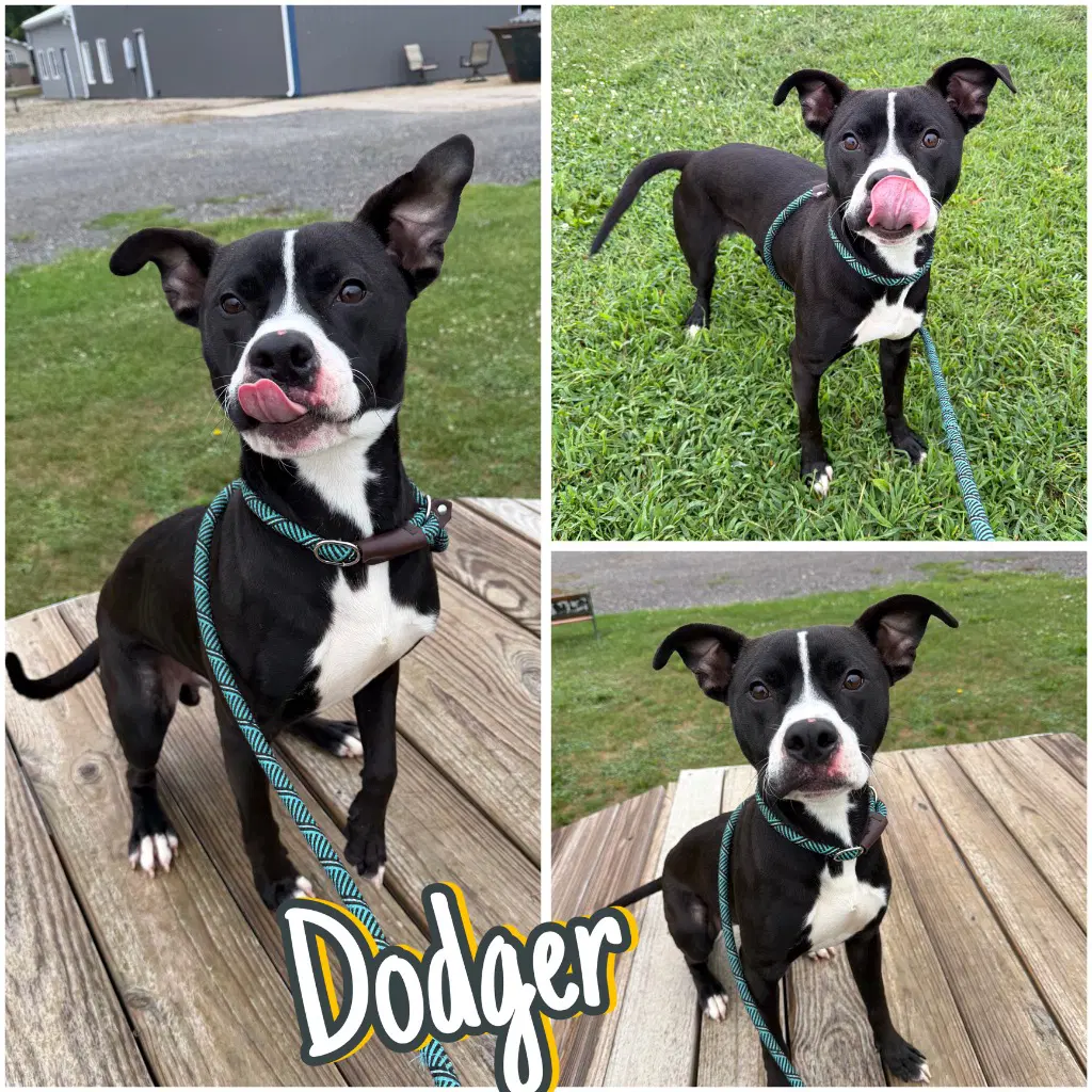 Dodger - American Staffordshire Terrier