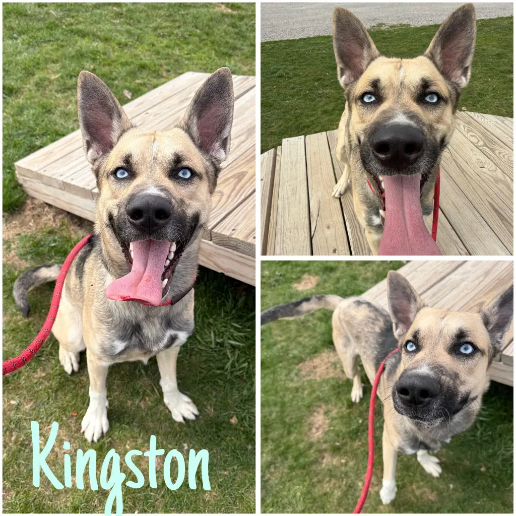 Kingston - Husky