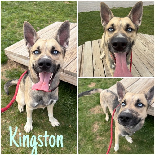 picture of the dog needing adoption
