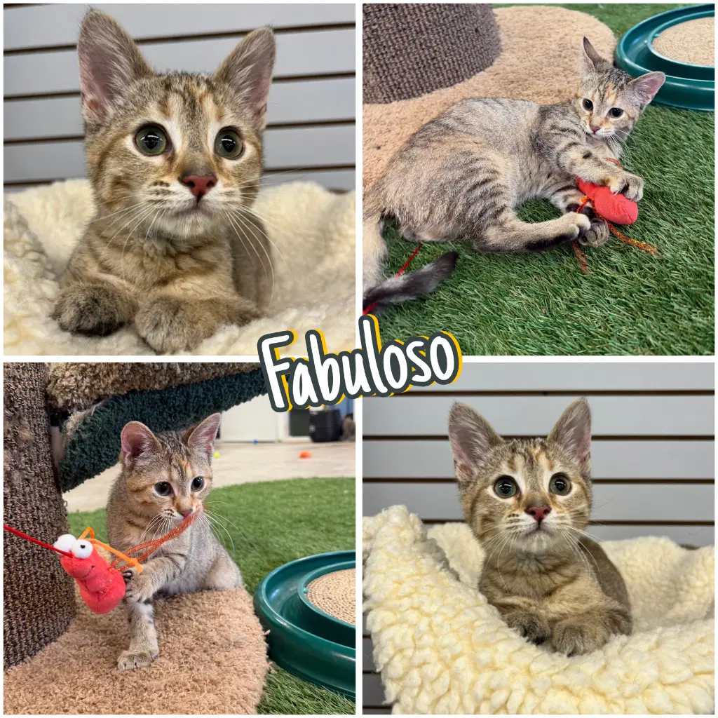 Fabuloso - Domestic Short Hair