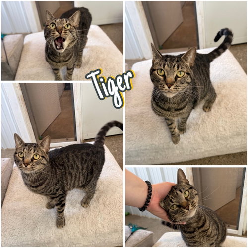 picture of the cat needing adoption