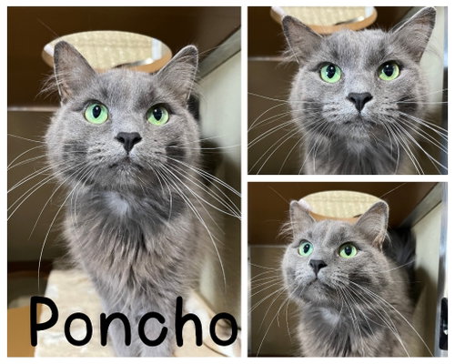 picture of the cat needing adoption