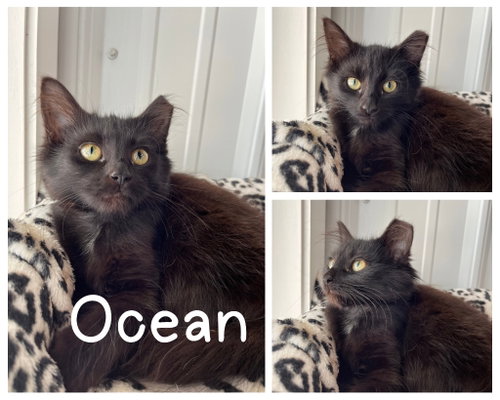 picture of the cat needing adoption