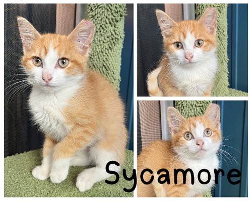 picture of the cat needing adoption