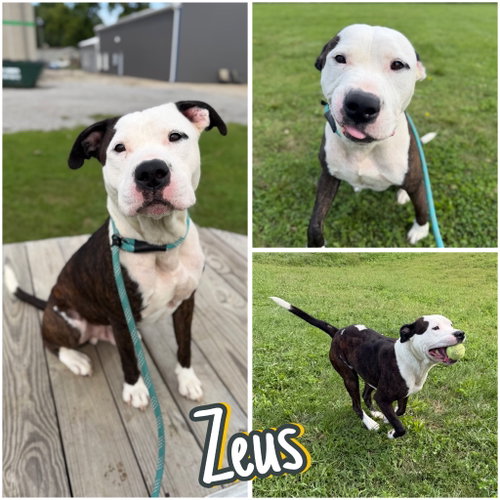 picture of the dog needing adoption