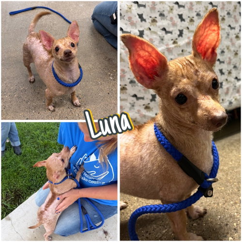 picture of the dog needing adoption