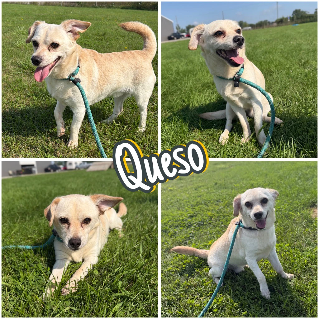 Queso
