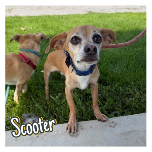 picture of the dog needing adoption