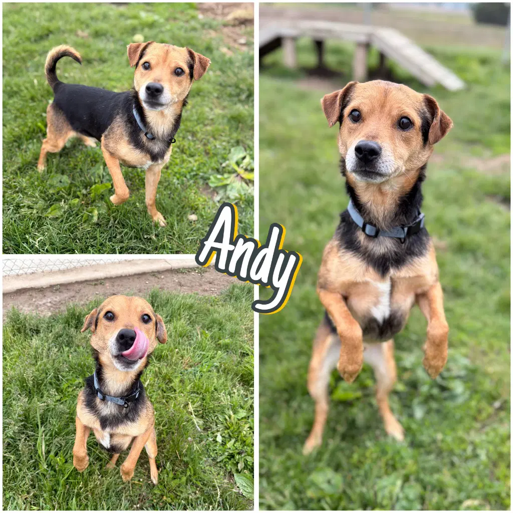 Andy - Terrier