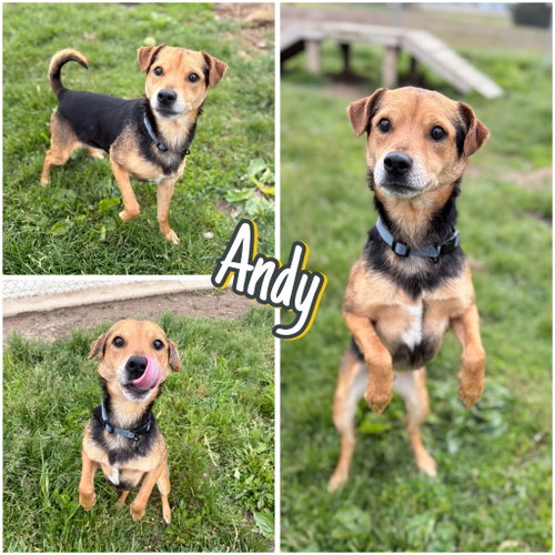 picture of the dog needing adoption