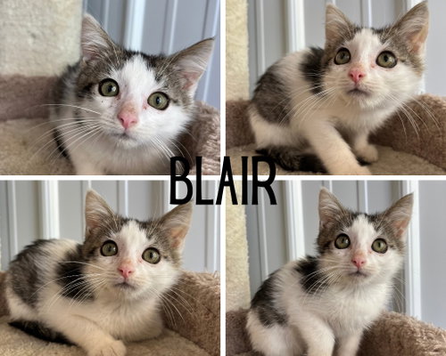 picture of the cat needing adoption