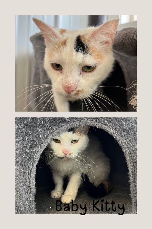 picture of the cat needing adoption