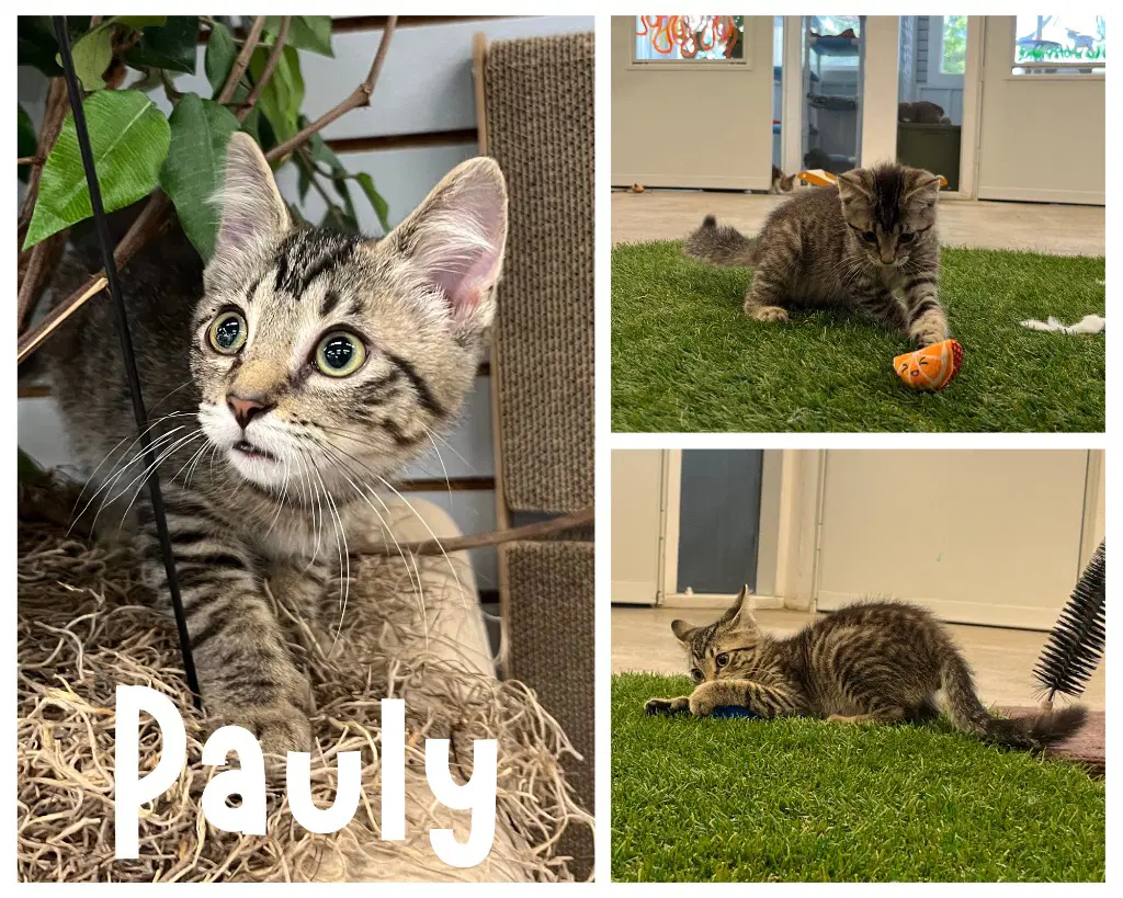 Pauly- Polydactyl - Domestic Short Hair