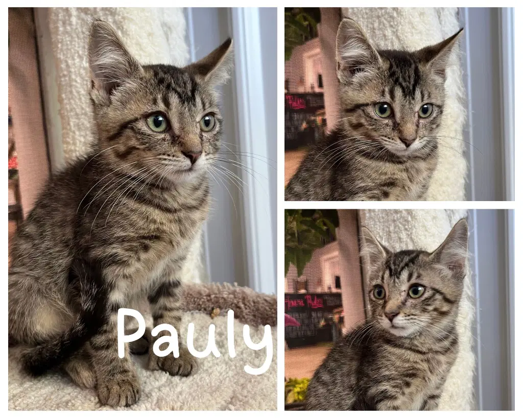 Pauly- Polydactyl image 2