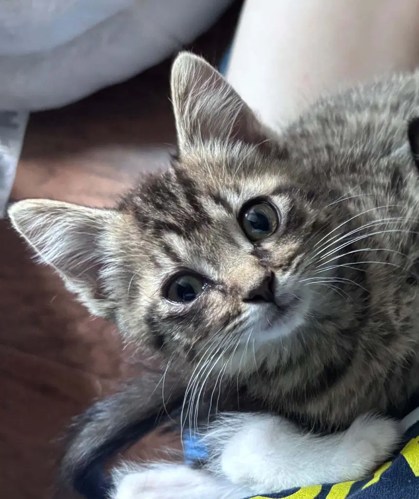 Pauly- Polydactyl image 3