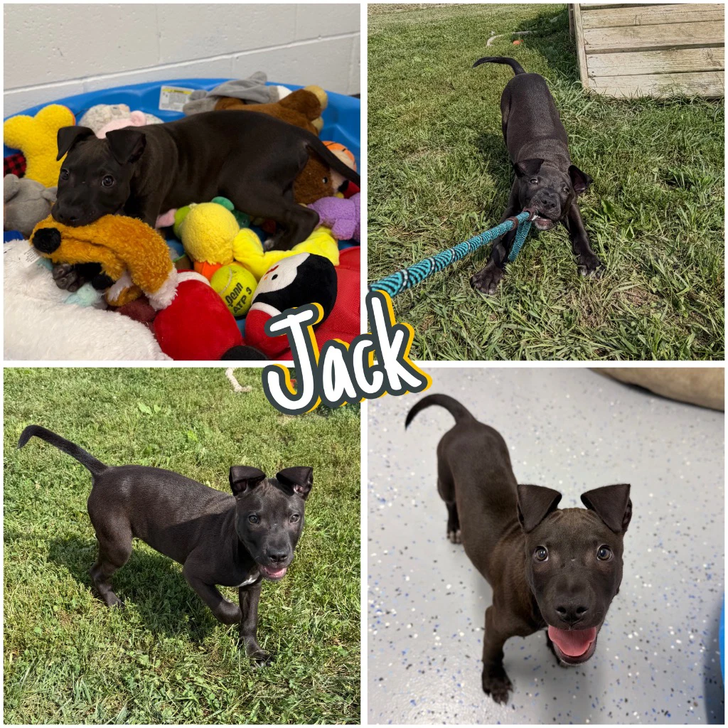 Jack