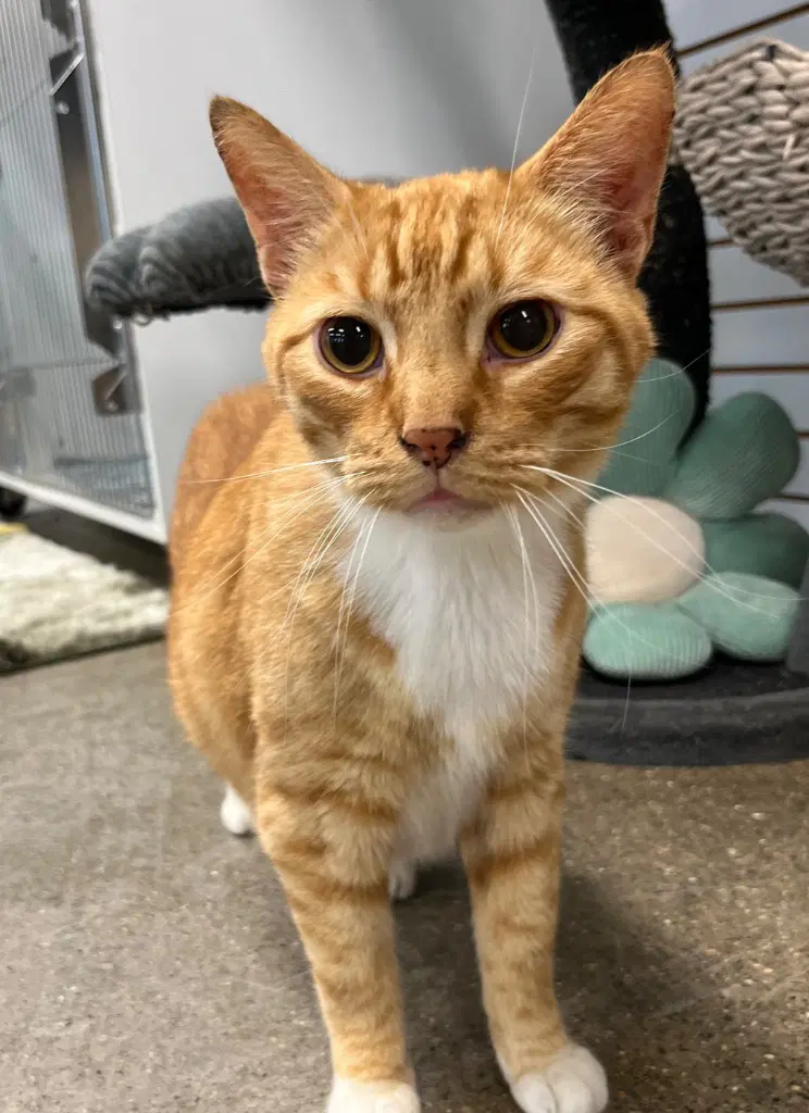 Pot Roast - Domestic Short Hair