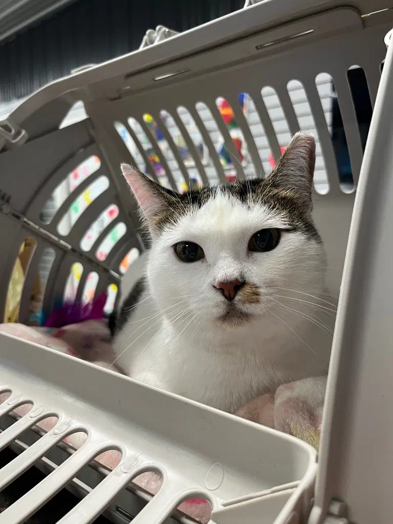 Kitty- Waived Fee image 2