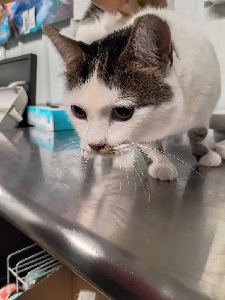Kitty- Waived Fee image 3