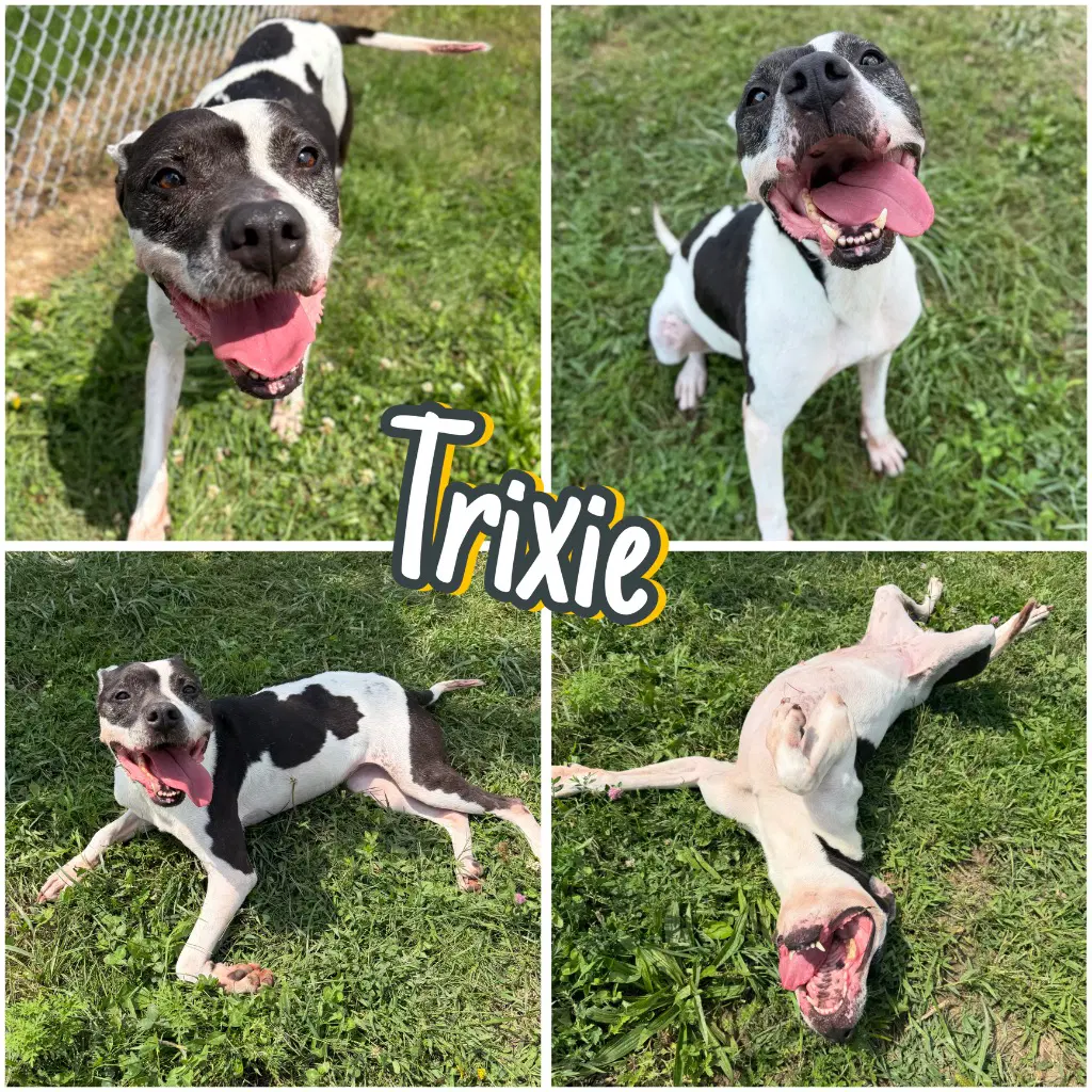 Trixie image 1