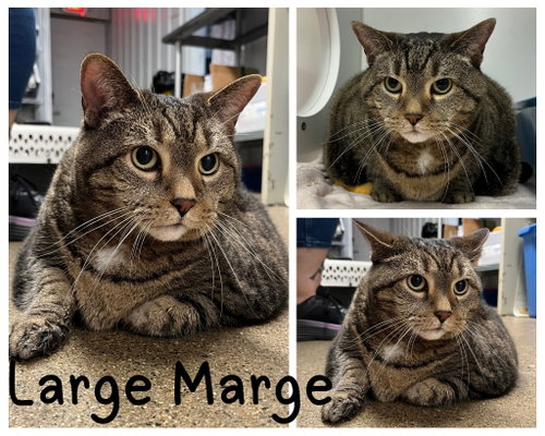 picture of the cat needing adoption