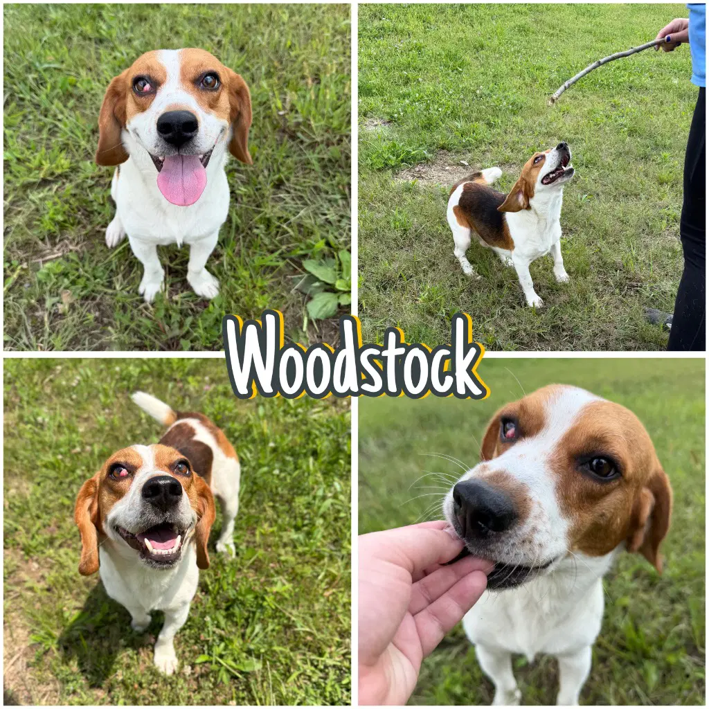 Woodstock - Beagle