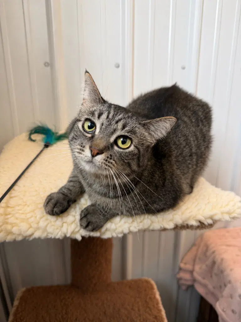 Cinder - Waived Fee- Long Term Resident image 2
